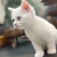 اسکاتیش چشم دورنگ|گربه|بیرجند, |دیوار