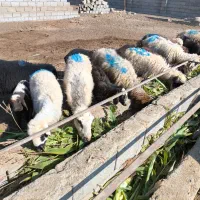 تعدادی میش و بره افشار و محلی