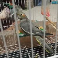 عروس هلندی|پرنده|سبزوار, هویزه|دیوار