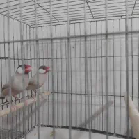 فنچ نرگسی مرغ عشق کرواتی