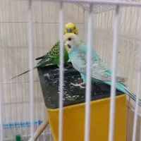 مرغ عشق جفت|پرنده|قزوین, |دیوار