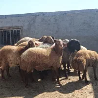 بره گوسفند هترو،فروشی