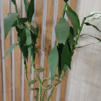 گل بامبو و گلدان|گل مصنوعی|خوانسار, |دیوار