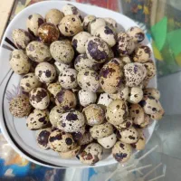 فروش تخم نطفه دار بلدرچین (محلی)