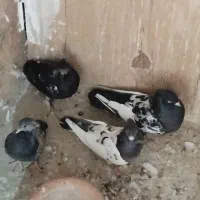 سینه سیاه