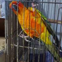 طوطی خورشیدی جفت مولد