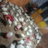 مرغ زنده|حیوانات مزرعه|علیآباد کتول, |دیوار