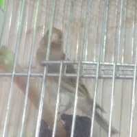 جوجه سهره قناری ۷ ماه
