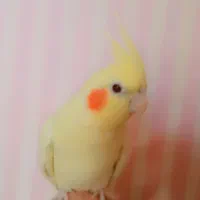 عروس هلندی،