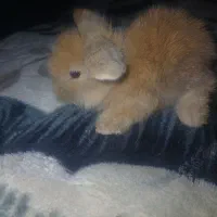 خرگوش لوپ دوماهه|موش و خرگوش|فولادشهر, C4|دیوار