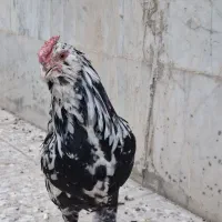 خروس