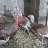بوقلمون بوربون جوان|حیوانات مزرعه|مشهد, خلق آباد سفلی|دیوار