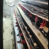 فروش مرغ محلی