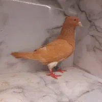 کفتر زردکاکلی.پولکی جونه . بار کفتر