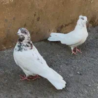 تعدادی کبوتر پرشی