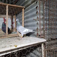 ماده پلاکی|پرنده|مرودشت, ابوذر شمالی‎|دیوار