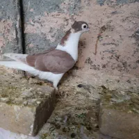 کفتر کبوتر|پرنده|سبزوار, همت|دیوار