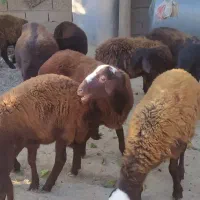 نر بره افشاری وکردستانی|حیوانات مزرعه|انبارآلوم, |دیوار