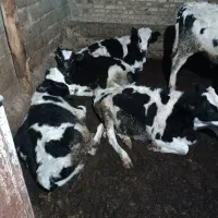 گاو نر ۸عدد|حیوانات مزرعه|صوفیان, |دیوار