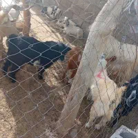 کهره نر