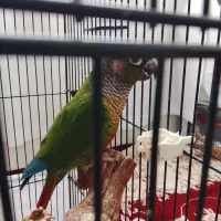 گرینجیک اهلی نر وماده