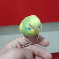 مرغ عشق|پرنده|اراک, |دیوار