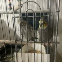 عروس هلندی|پرنده|ابهر, |دیوار