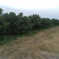 اجاره-باغ-انجیر