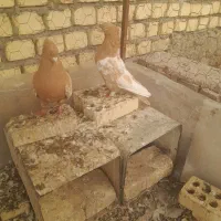 کبوتر سینه زرد پرتغالی