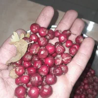 اله