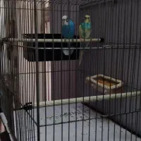 مرغ عشق با قفس و تجهیزات|پرنده|خوی, |دیوار