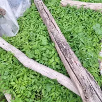 تولکی تماته