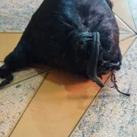 خیک لری|عمده‌فروشی|دزفول, |دیوار