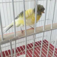 قناری رسمی و فر|پرنده|تبریز, |دیوار