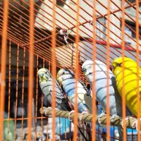 مرغ عشق|پرنده|جوانرود, |دیوار