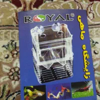 زایشگاه ماهی گوپی