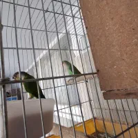 فروش انواع پرنده