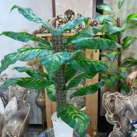 گل دیفن باخیا مصنوعی