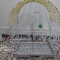 دوعدد قفس بزرگ فقس طوطی عروس کوتوله برزیلی
