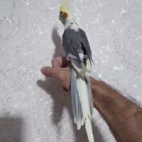 فروش عروس هلندی اهلی  (  نر )