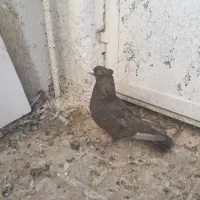کبوتر ماده تافته ای|پرنده|شیراز, تل حسین‌آباد|دیوار