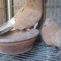 کبوتر کفتر زرد