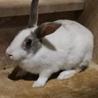 خرگوش بزرگ|موش و خرگوش|مریوان, |دیوار