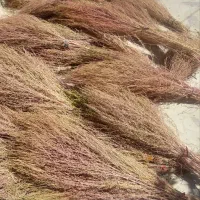 جارو محلی|لوازم نظافت|خرم‌آباد, |دیوار