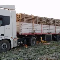 خریدار درخت