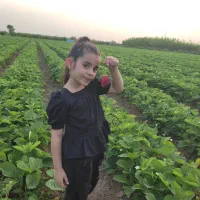 دلند..نهال توت فرنگی سابرینا|خدمات باغبانی و درختکاری|دلند, |دیوار