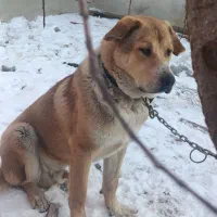 پژدر عراقی|سگ|تهران, نازیآباد|دیوار