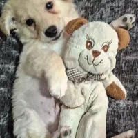 اشپیتز پامر