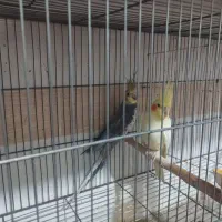 جفت عروس هلندی روی تخم