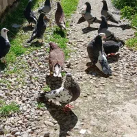 حیوانات خانگی